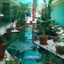 Jarma plantas